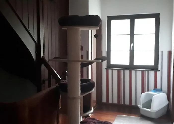 Private Room In Our Home With Free Vvo Ticket & Cats