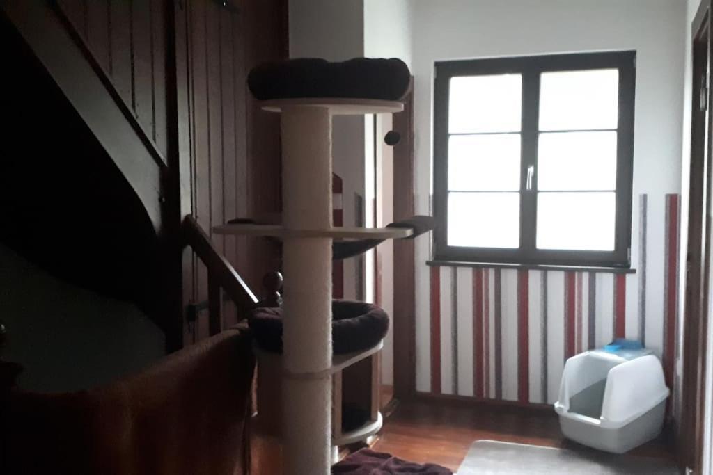 Private In Our With Free Vvo Ticket & Cats * Pirna