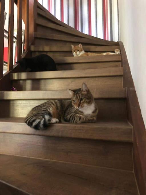 Homestay Private In Our With Free Vvo Ticket & Cats Pirna