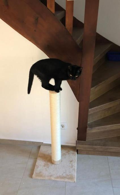 Private In Our With Free Vvo Ticket & Cats Homestay
